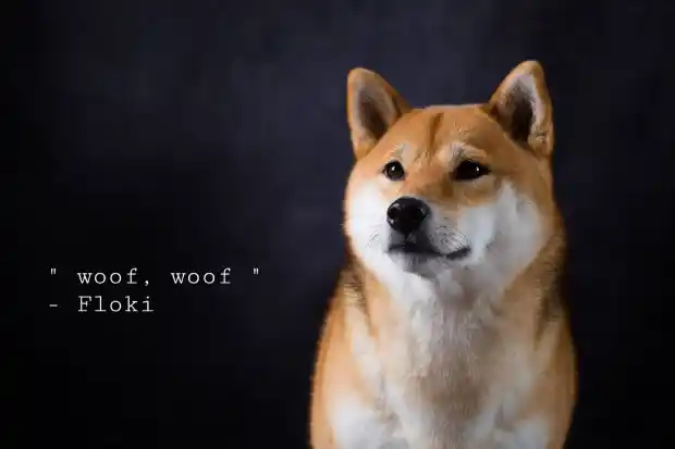 What is Floki Inu